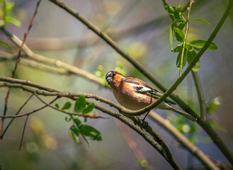 Wild bird