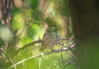 Wild bird