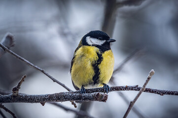 Wild bird