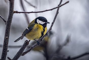 Obraz premium Wild bird