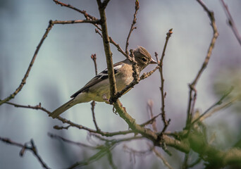 Wild bird