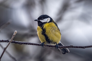 Fototapeta premium Wild bird