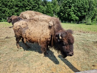 Bison