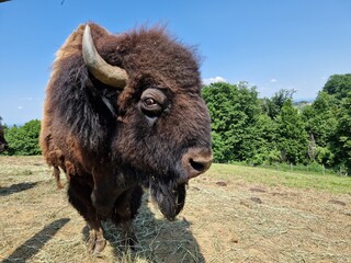 Bison