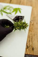 Cannabisernte