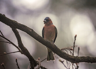 Wild bird