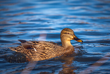 Wild duck