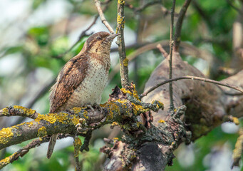 Wild bird