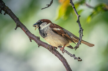 Sparrow