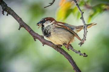 Sparrow