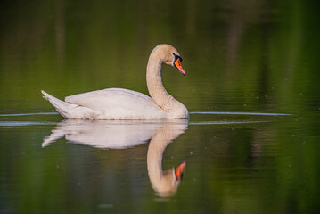 Swan