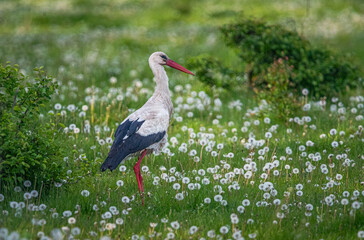 Stork