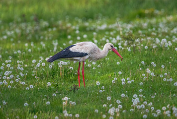 Stork