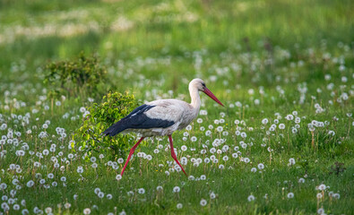 Stork