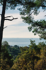 Scenic view of the sea and distant islands from Buyukada, Istanbul, framed by pine trees