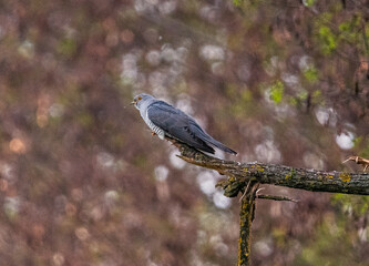 Wild bird