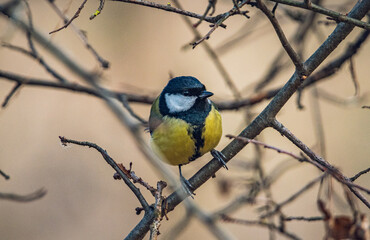 Fototapeta premium Wild bird