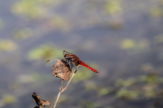 libellula all'oasi naturalistica di Torrile e Trecasali.