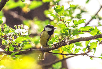 Wild bird