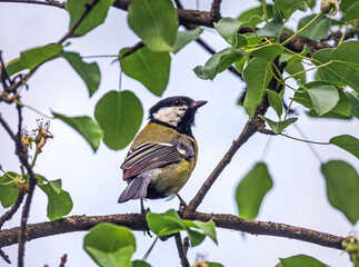 Obraz premium Wild bird