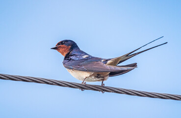 Swallow