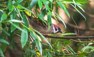 Sparrow