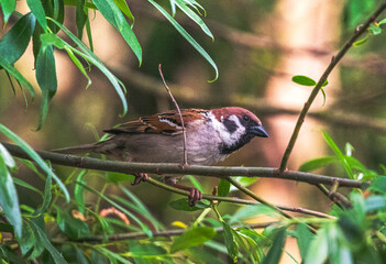 Sparrow