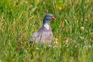 Wild bird