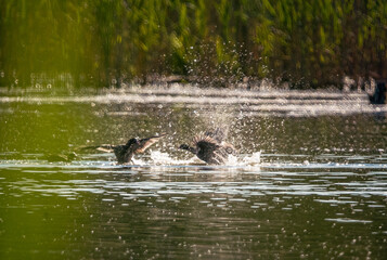Naklejka premium Wild duck