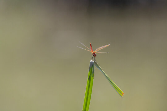libellula all'oasi naturalistica di Torrile e Trecasali.