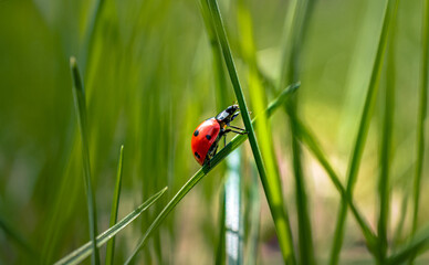 Ladybug