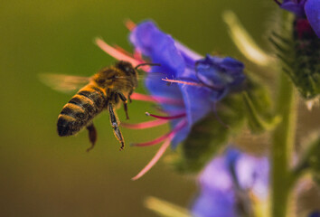 Fototapeta premium Bee