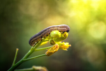Insect