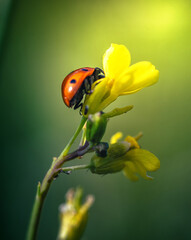 Ladybug