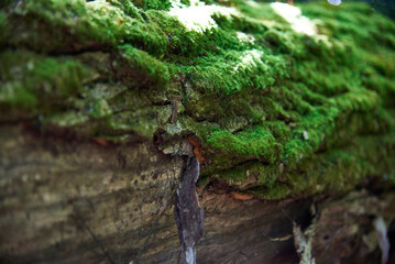 growing trees in Ukraine