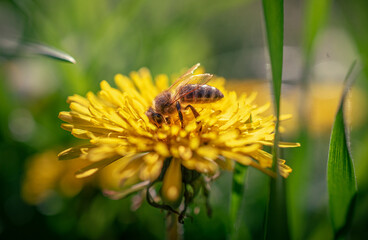 Bee