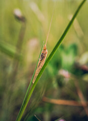 Insect