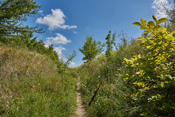 growing trees in Ukraine