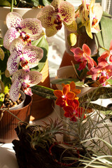 Impressive indoor flowering of phalaenopsis orchids, composition of multi-colored flowers cascades close up. Tillandsia air plants on driftwood on windowsill. Home gardening concept