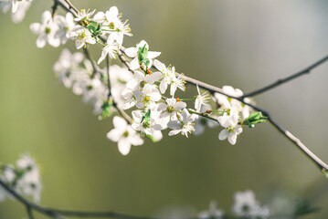 Garden flower