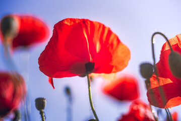 Poppy