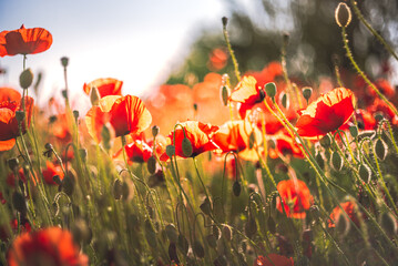 Poppy