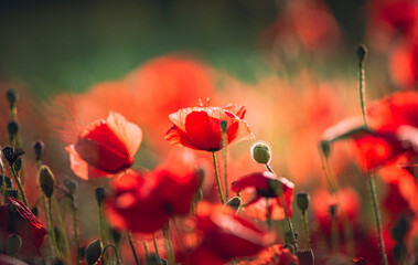 Poppy