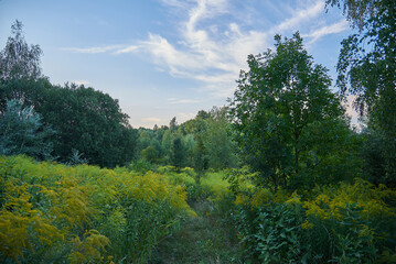 growing trees in Ukraine
