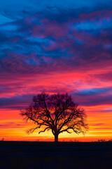 Solitary Tree Silhouette Against Vibrant Sunset Horizon, Capturing Nature's Majestic Transition and Tranquility
