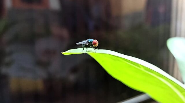 Characteristics of the green fly include a shiny green body and often perching on leaves or damp areas. This fly plays a role in the natural life cycle but needs to be watched out for as a vector of b