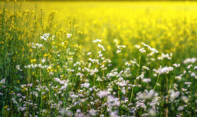 Wild flowers