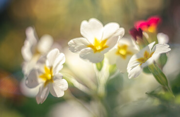 Fototapeta premium Garden flower