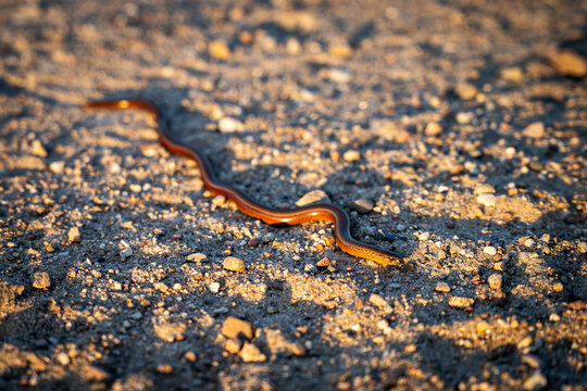 Close-up of a slow worm (Anguis fragilis) in its natural habitat. This legless lizard features smooth, shiny scales and a slender body, often mistaken for a snake. Ideal for wildlife and nature themes