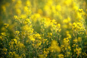 Obraz premium Wild flowers